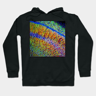 Brain cells, fluorescence micrograph (C023/4113) Hoodie